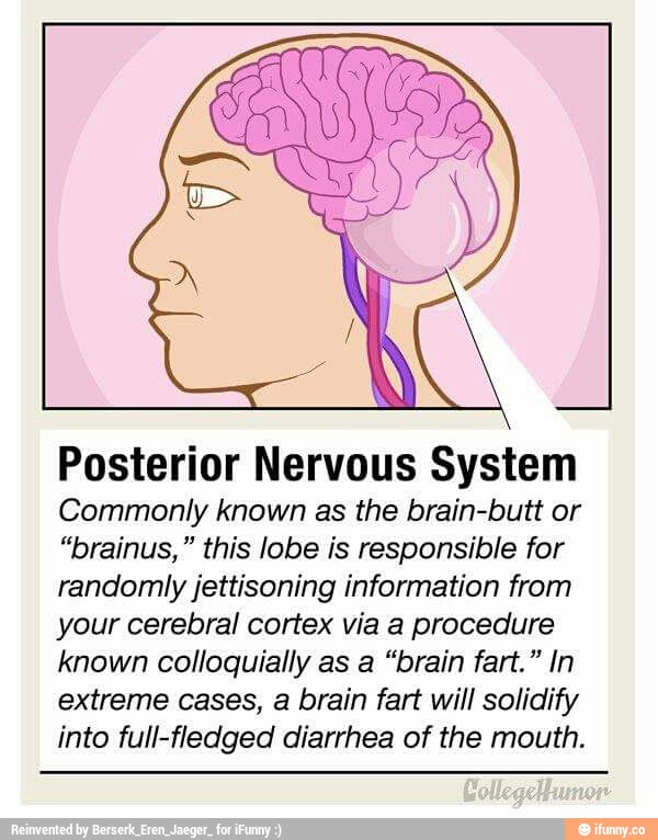 Posterior Nervous System Commonly known as the brain-butt or “brainus ...