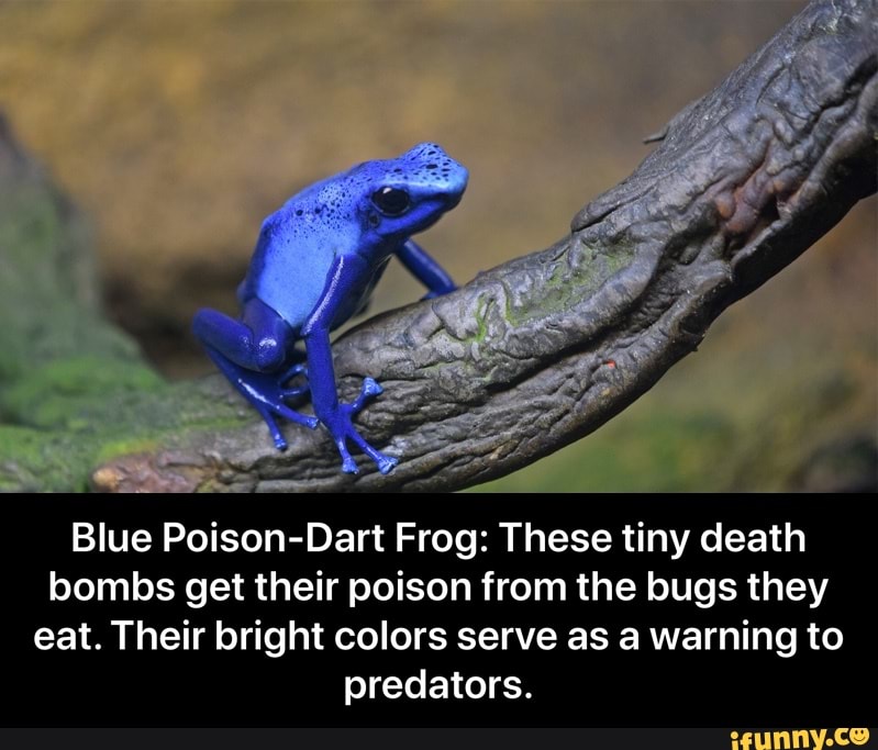 Blue Poison-Dart Frog: These tiny death
bombs get their poison from the bugs they
eat. Their bright colors serve as a warning to
predators. - Blue Poison-Dart Frog: These tiny death bombs get their poison from the bugs they eat. Their bright colors serve as a warning to predators.