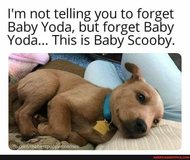 I'm not telling you to forget
Baby Yoda, but forget Baby
Yoda... This is Baby Scooby.