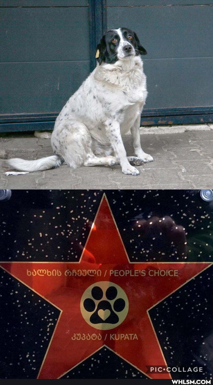 dá
PICCCOLLAGE