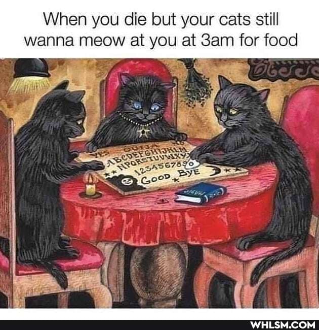 When you die but your cats still wanna meow at you at Sam for food