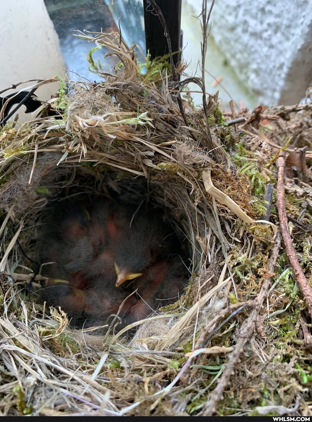 birds, baby_animals, arnold_schwarzenegger, egg