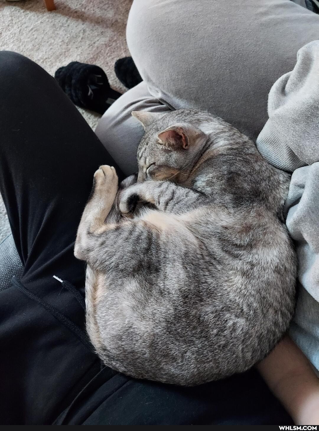 cat, pets