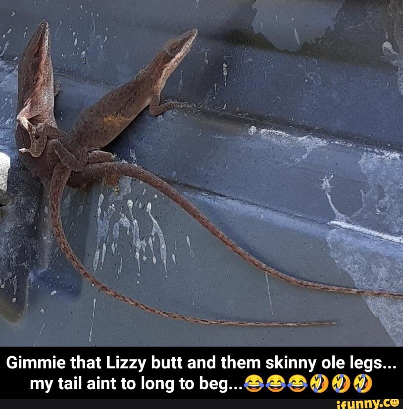 Gimmie that Lizzy butt and them skinny ole legs...
my tail aint to long to beg... SSSODODD - Gimmie that Lizzy butt and them skinny ole legs... my tail aint to long to beg...ππππ€£π€£π€£