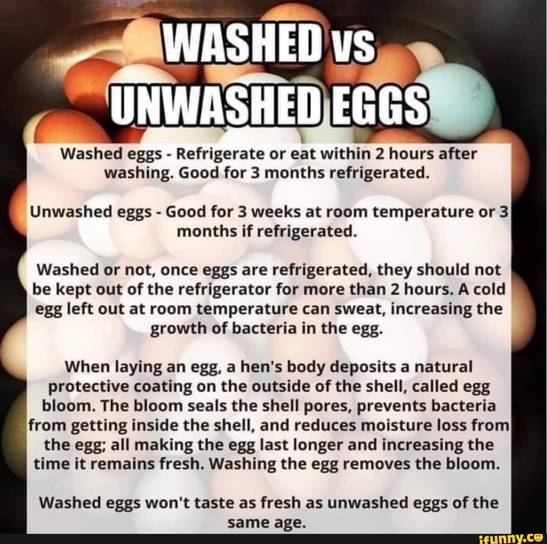 WASHED vs UNWASHED EGGS Washed eggs - Refrigerate or eat within 2 