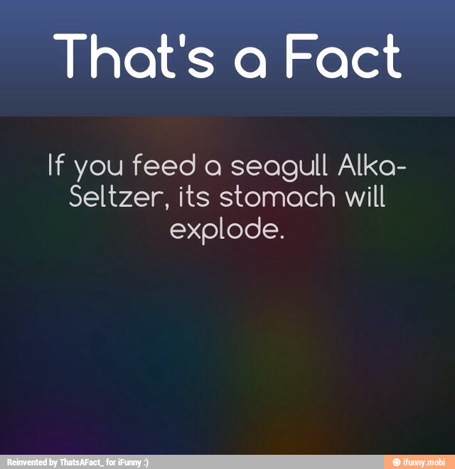 That's a Fact
If you feed a seagull Alka-
Seltzer, its stomach will
explode.