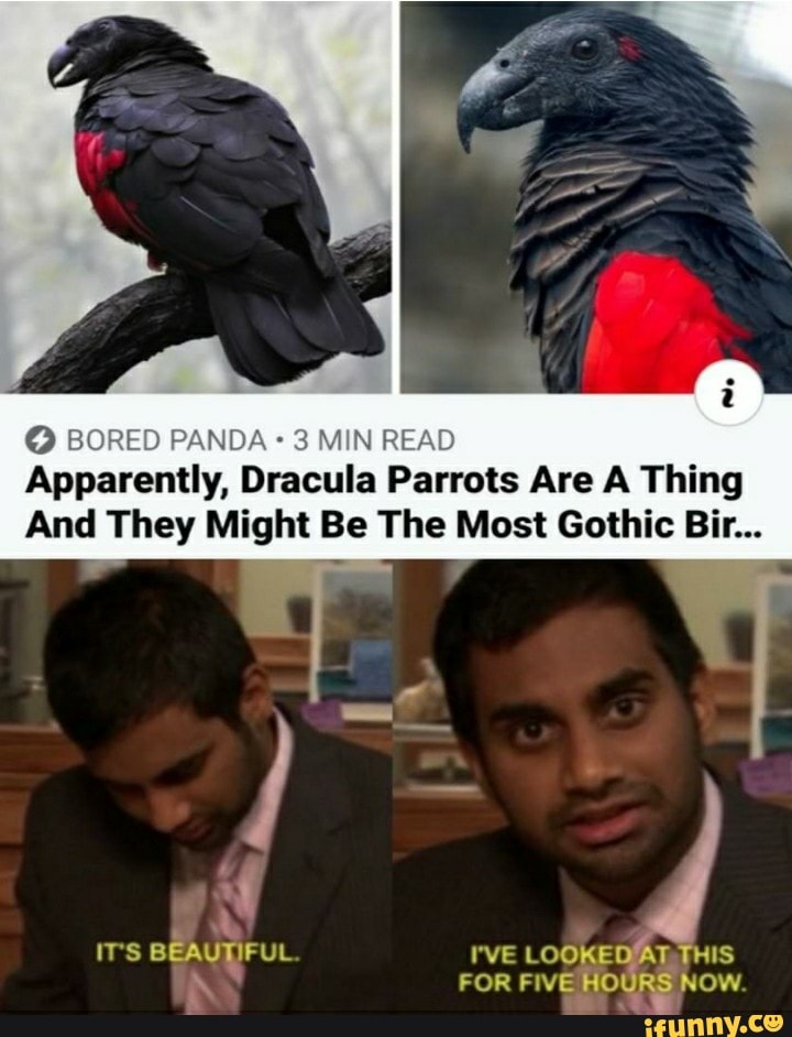 © BORED PANDA 3 MIN READ Apparently, Dracula Parrots Are A Thing And