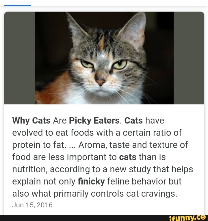 Why Cats Are Picky Eaters. Cats have evolved to eat foods with a certain ratio of protein to fat