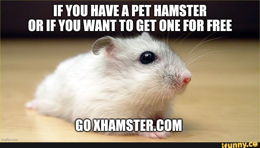 Hamster memes. Best Collection of funny Hamster pictures on iFunny