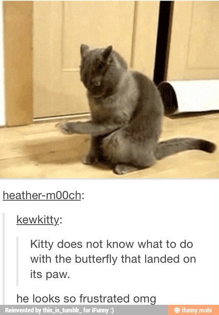 heather-m00ch:
Kitty does not know what to do
with the butterfly that landed on
its paw.
he looks so frustrated omg