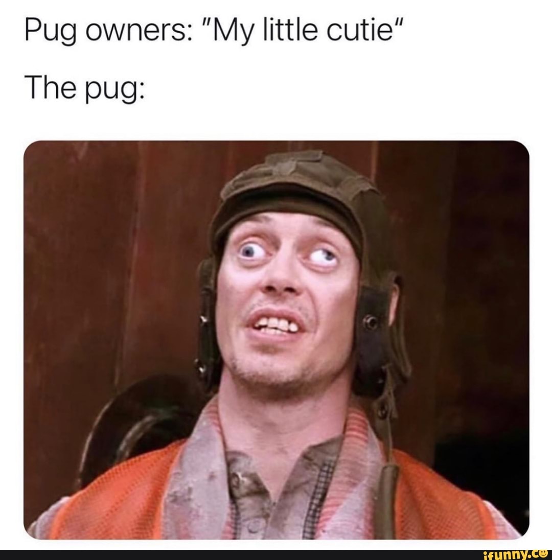 Pug owners: "My little cutie"
The pug: