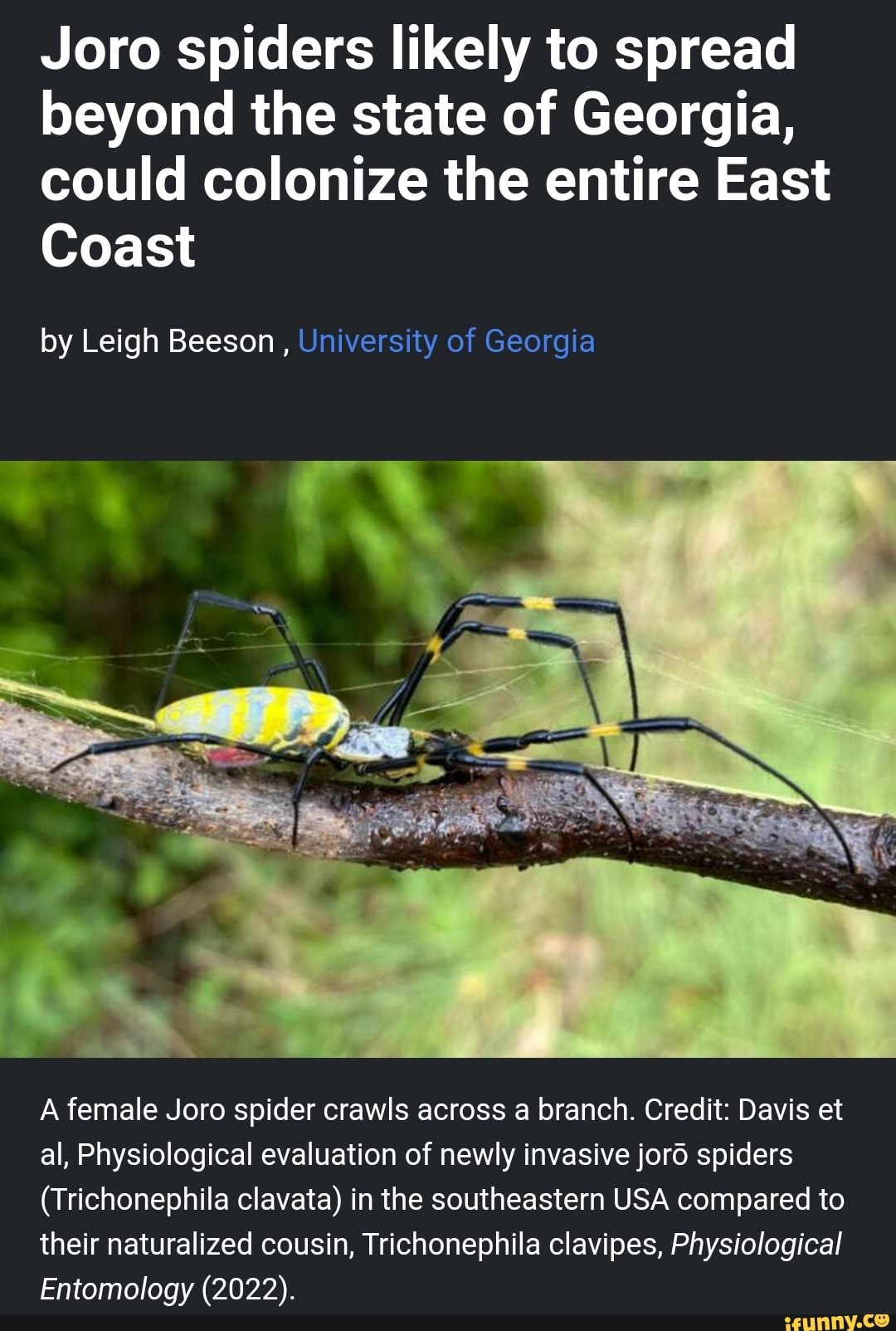 Joro spiders likely to spread beyond Georgia
