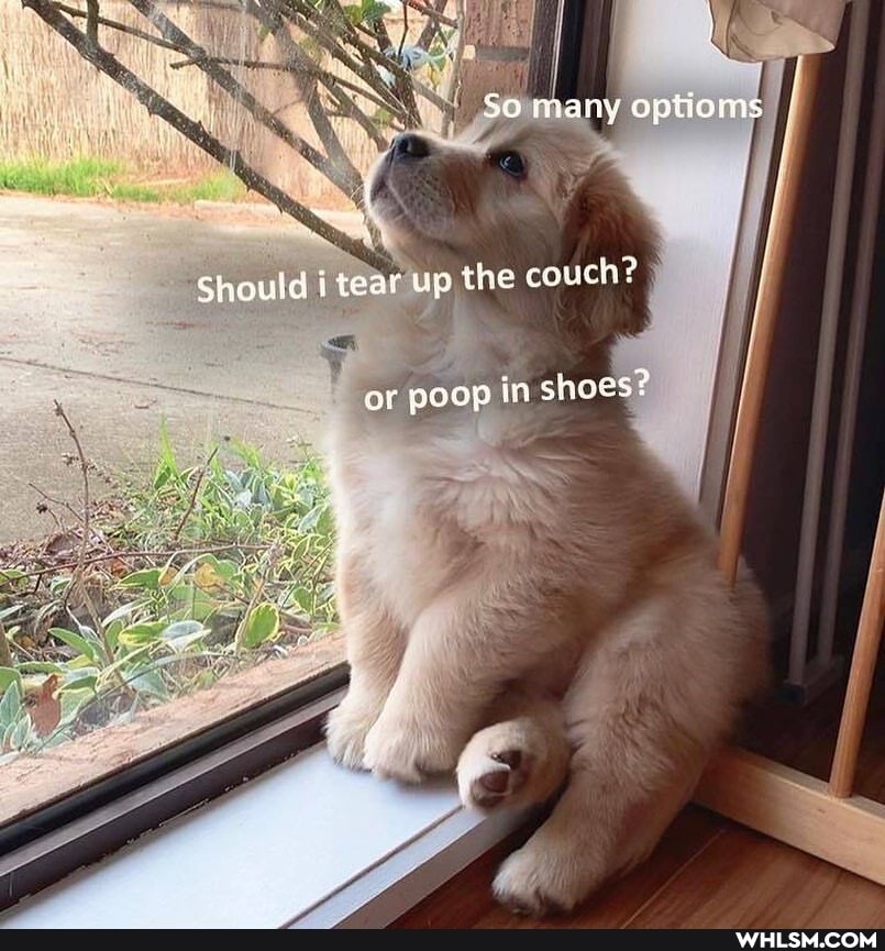 So many optioms
Should i tear up the couch?
or poop in shoes?