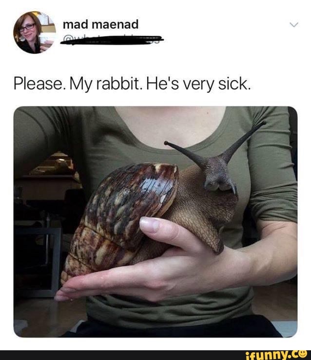 Q mad maenad
Lu
Please. My rabbit. He's very sick.