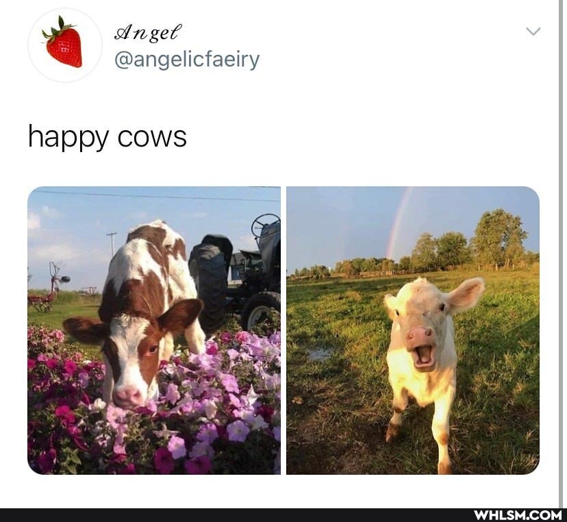 a In gel
@angelicfaeiry
happy cows