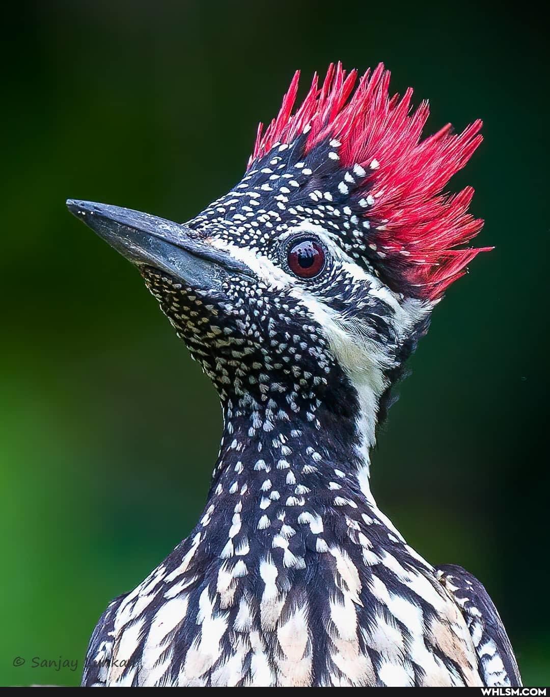 nature, photography, birds, beautiful