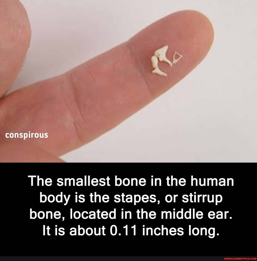 conspirous
The smallest bone in the human body is the stapes, or stirrup
bone, located in the middle ear.
It is about 0.11 inches long.