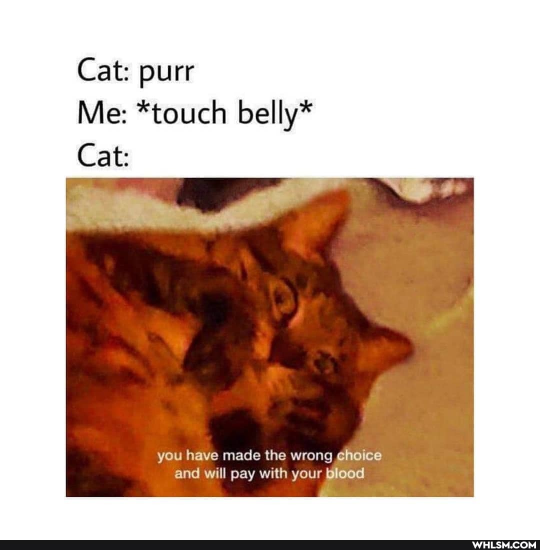 Cat: purr
Me: *touch belly*
Cat:
you have mace the wrong choice and will pay with your blood