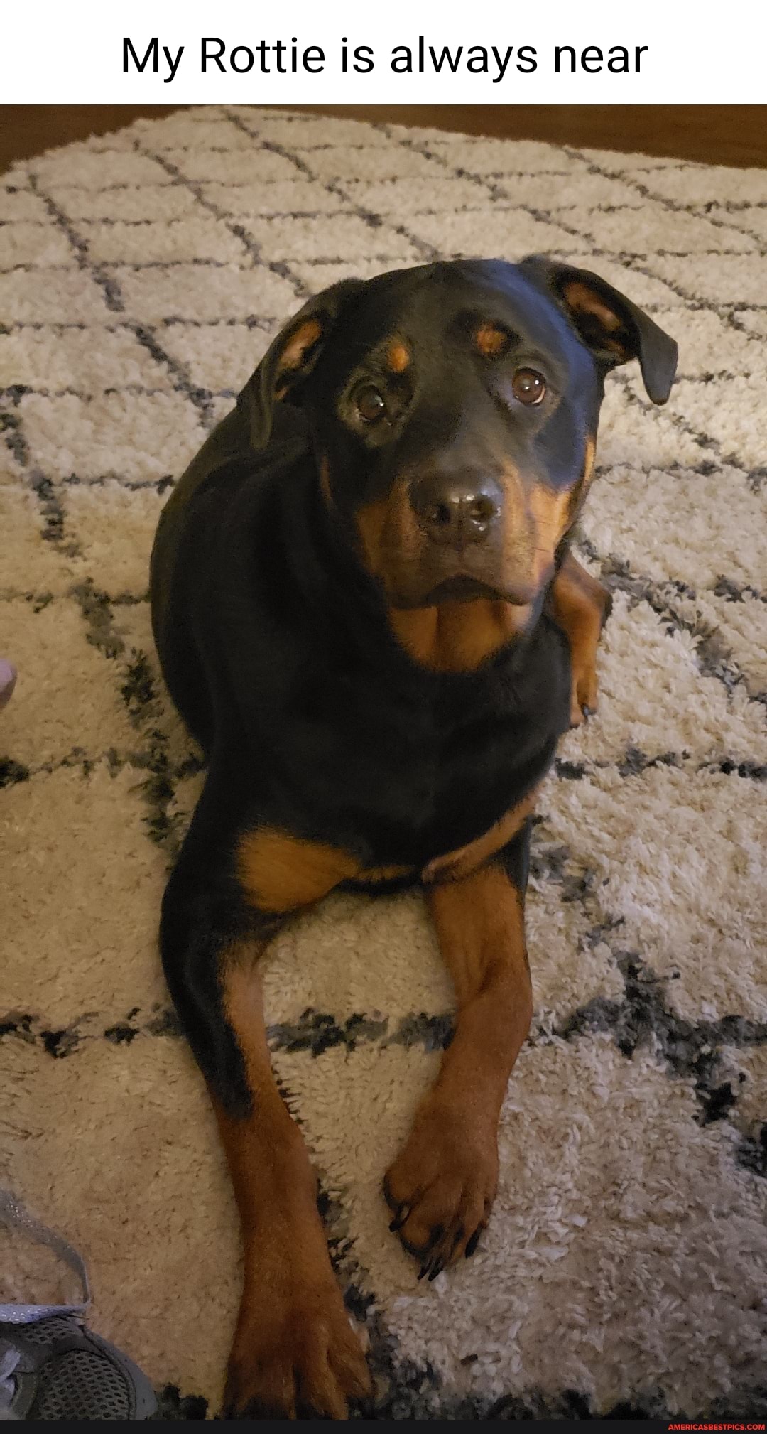 My Rottie is always near