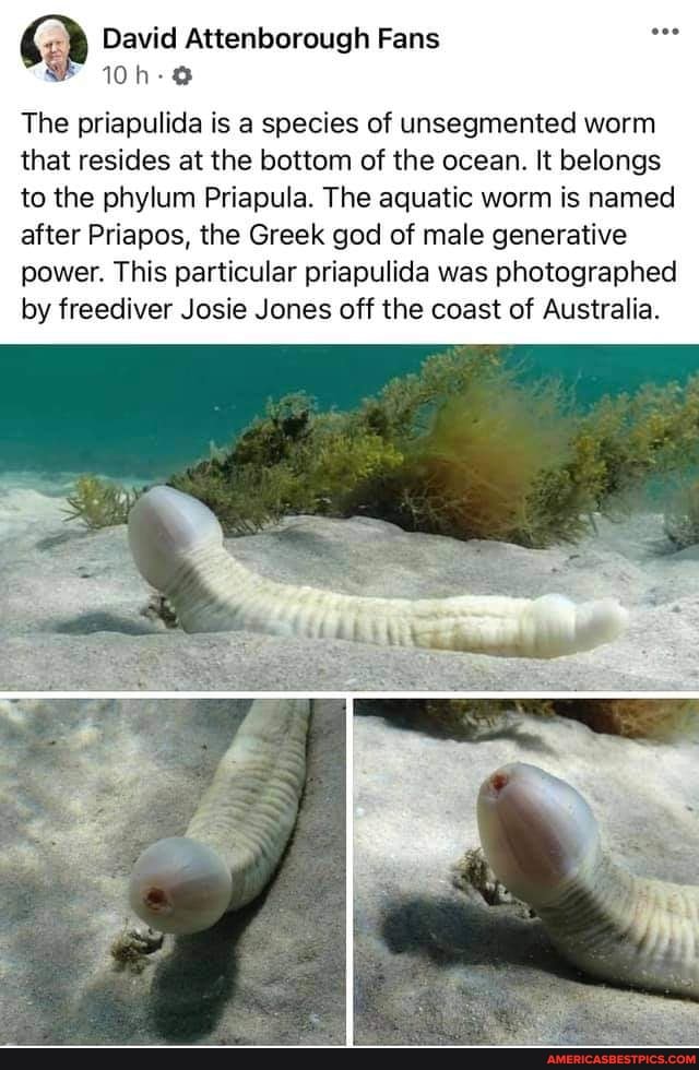 Priapulids Extinct David Attenborough Fans The priapulida is a species of unsegmented worm ...
