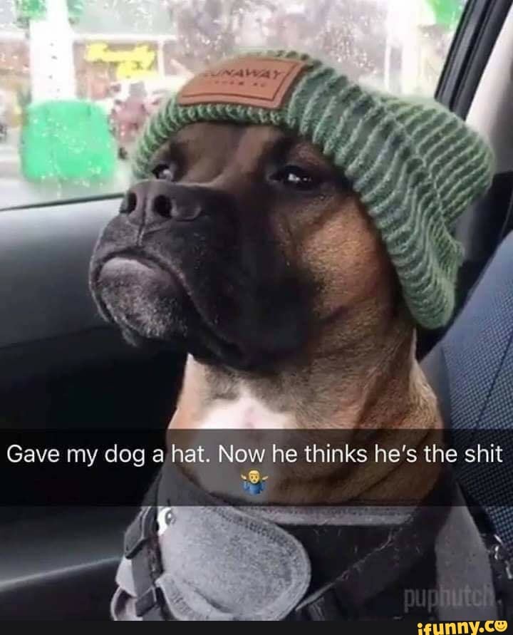 Gave My Dog A Hat. Now He Thinks He's The Shit - Ifunny