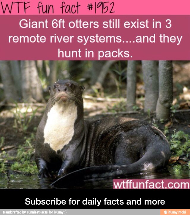 WTF fun fact #1452
Subscribe for daily facts and more - Subscribe for daily facts and more