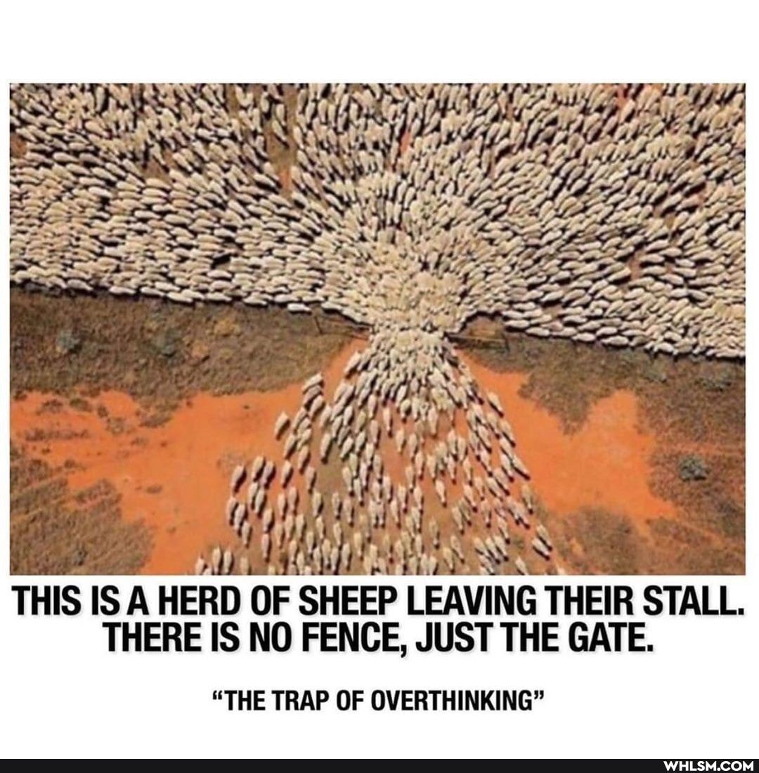 THIS ISA HERD OF SHEEP LEAVING THEIR STALL.
THERE IS NO FENCE, JUST THE GATE.
"THE TRAP OF OVERTHINKING"