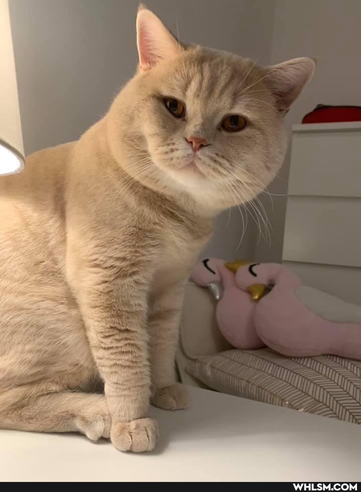 cat, british, caturday