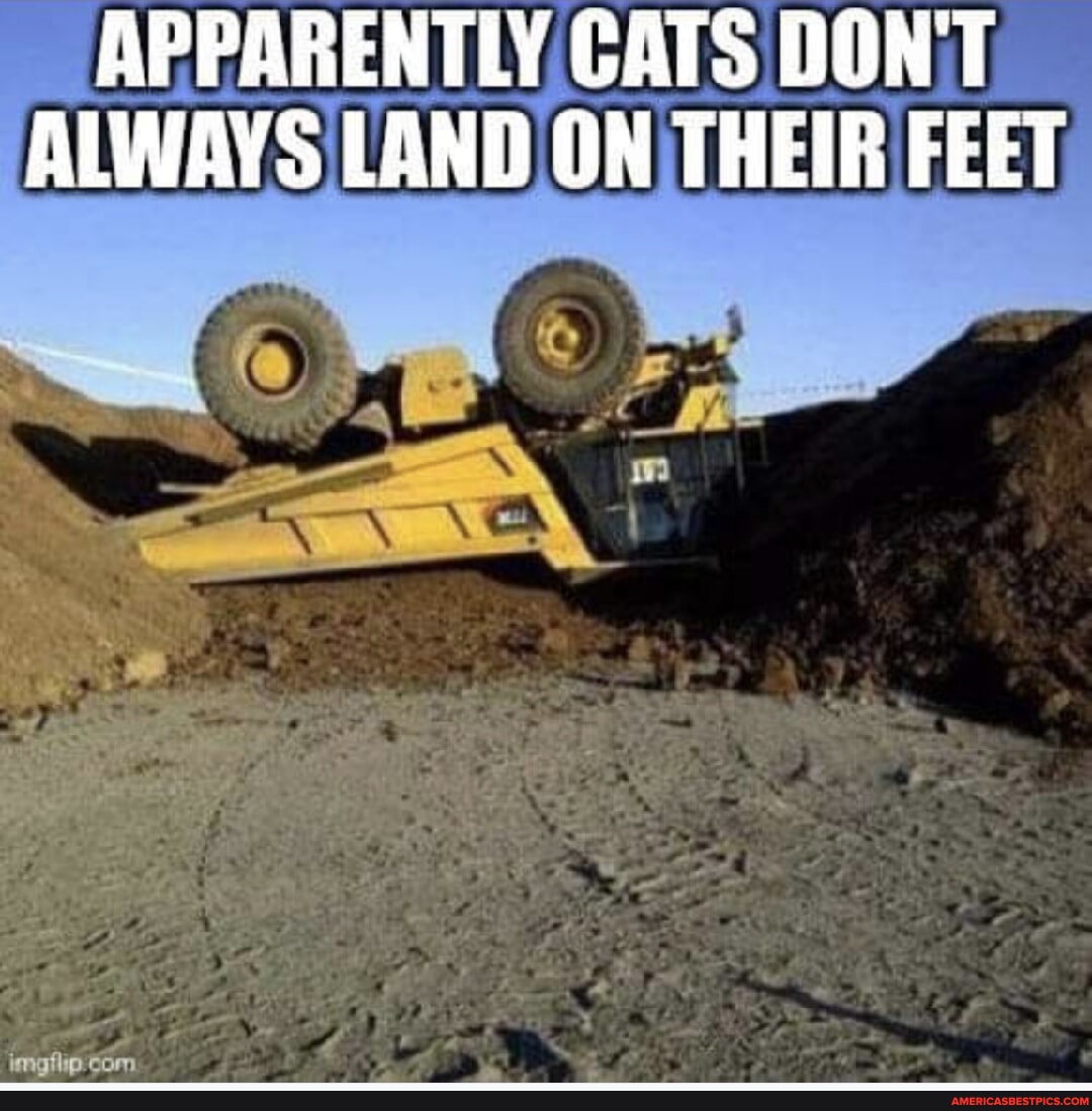 APPARENTLY CATS DON'T ALWAYS LAND ON THEIR FEET - America’s best pics ...