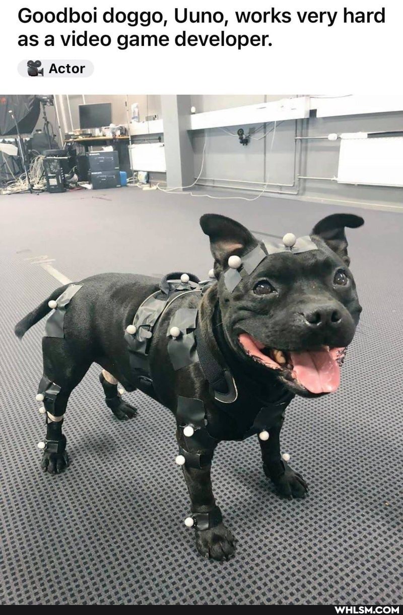 Goodboi doggo, Uuno, works very hard as a video game developer.
Actor