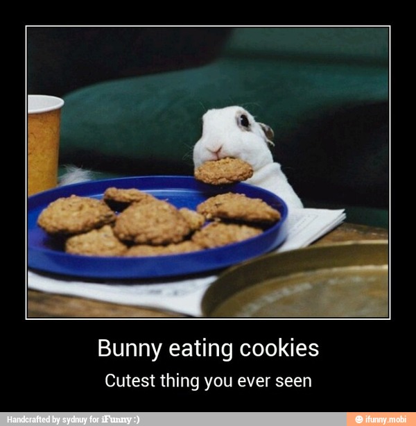Bunny eating cookies
Cutest thing you ever seen - Bunny eating cookies
Cutest thing you ever seen