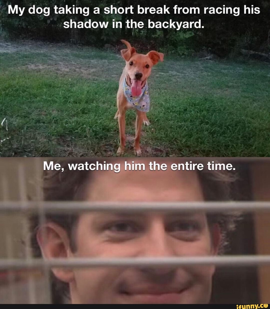 My dog taking a short break from racing his
shadow in the backyard.