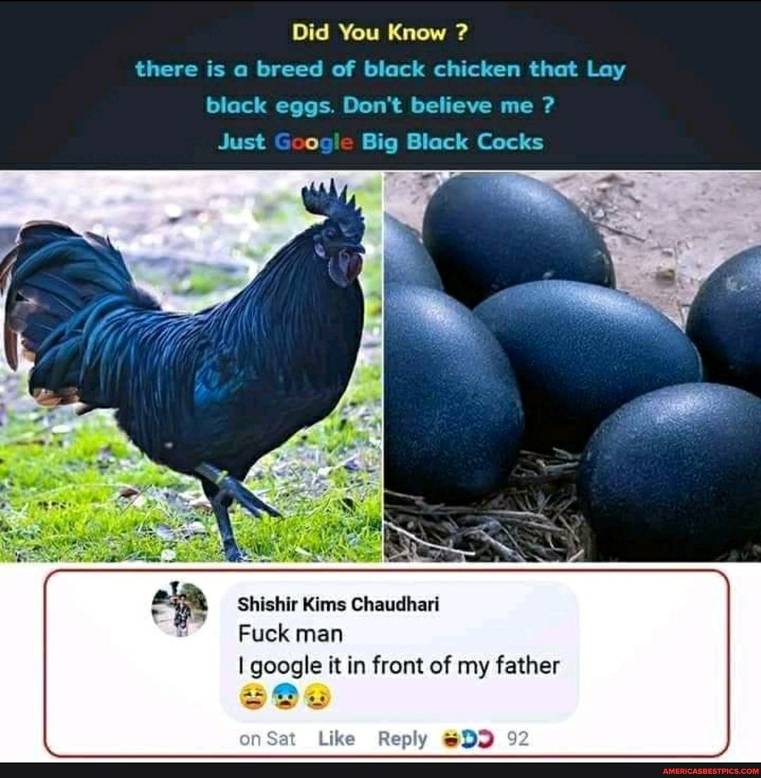 big black egg. black chicken that Lay black eggs. 