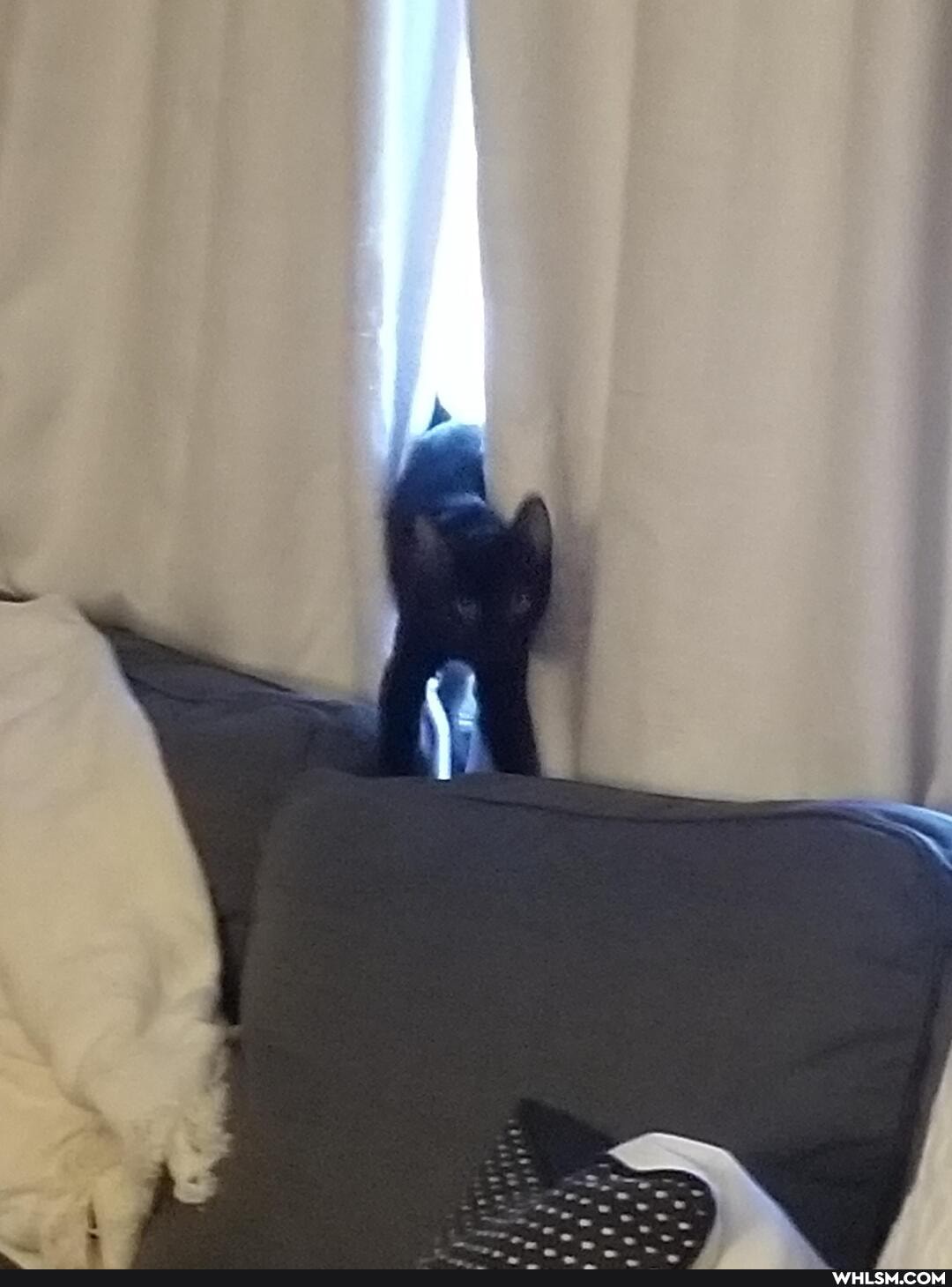 cat, aww, kitten