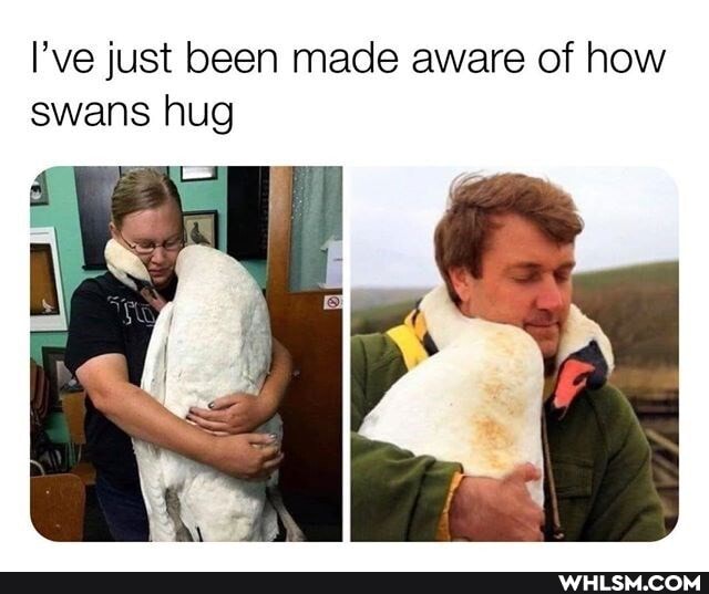 I've just been made aware of how swans hug