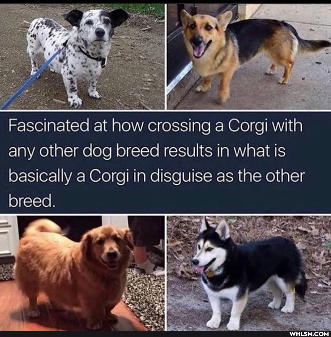 Fascinated at how crossing a Corgi with any other dog breed results in what is basically a Corgi in disguise as the other breed.