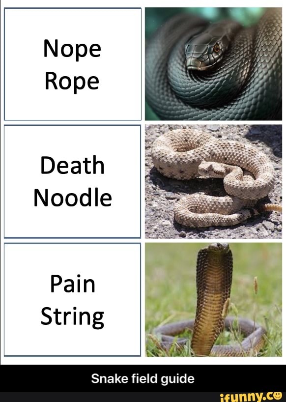 Snake Field Guide - IFunny