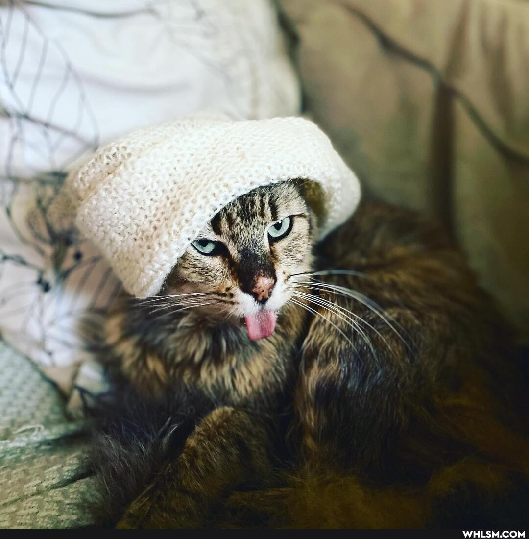 cats, pets, cute_animal, current_events