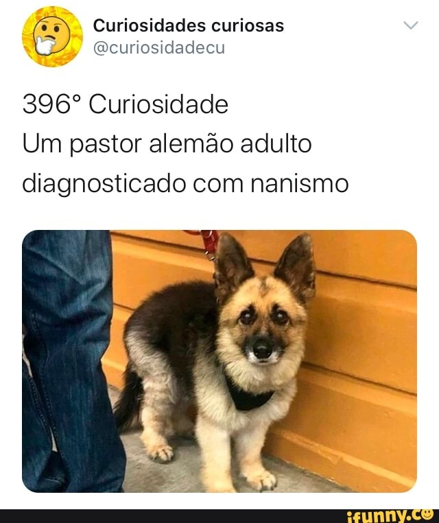 Curiosidades curiosas
@curiosidadecu
396° Curiosidade
Um pastor alemão adulto
diagnosticado com nanismo