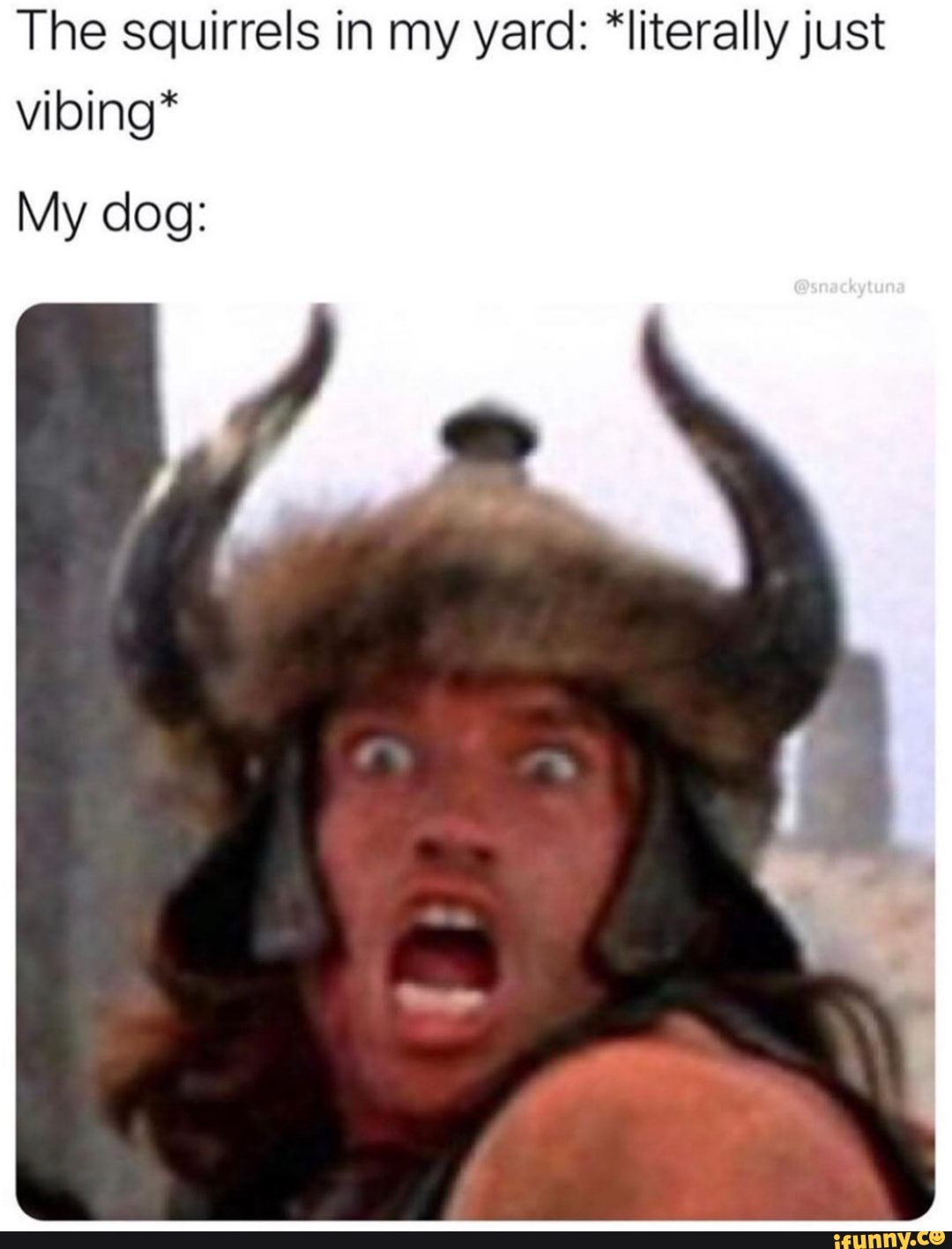 The squirrels in my yard: *literally just
vibing*
My dog: