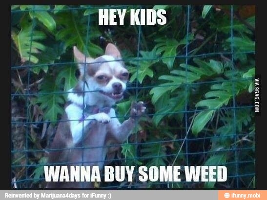 SOME WEED
a
BUY