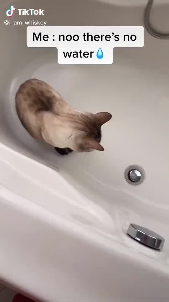 This cat 😂😂😂 TikTok am whiskey there's water iFunny )