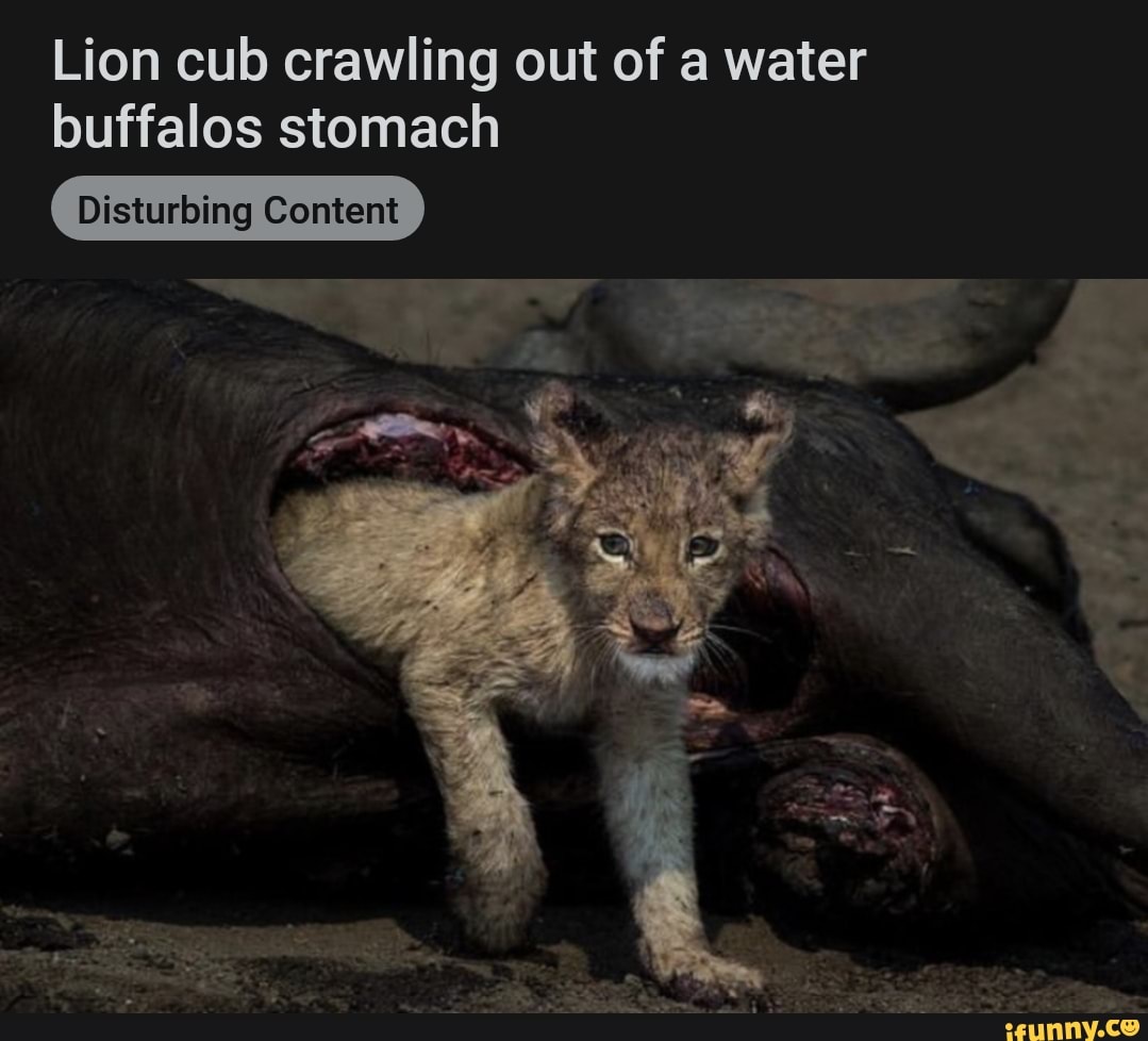 Lion cub crawling out of a water buffalos stomach
Disturbing Content