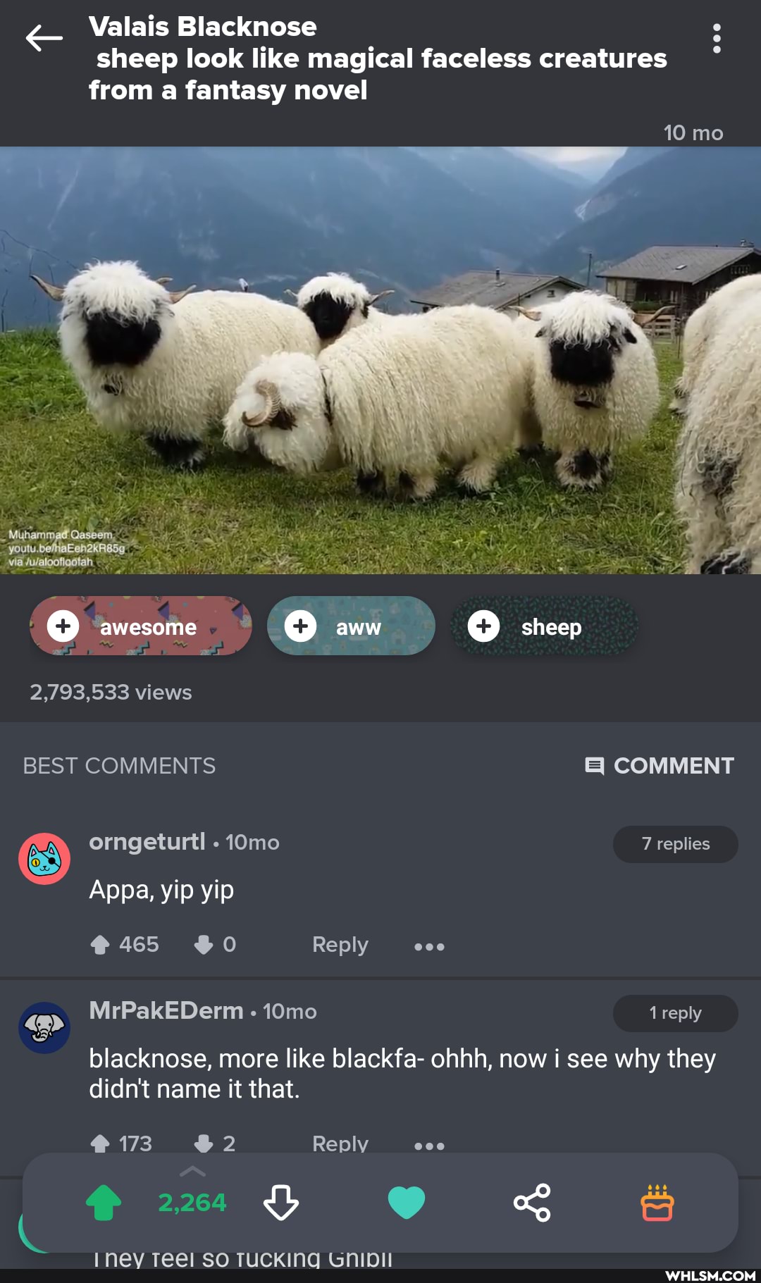 Valais Blacknose sheep look like magical faceless creatures from fantasy novel
10 mo
awesome aw sheep
2,793,533 views
BEST COMMENTS COMMENT orngeturtl 10mo 7 replies
CB,
Appa, yip yip
465 Reply
MrPakEDerm - 10mo reply
blacknose, more like blackfa- ohhh, now i see why they didn't name it that.
173 Reply 000
2,264