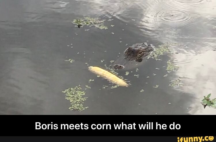 Boris meets corn what will he do - Boris meets corn what will he do