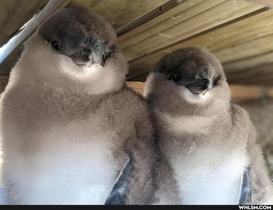 baby_animals, penguins, penguin, cute_animals