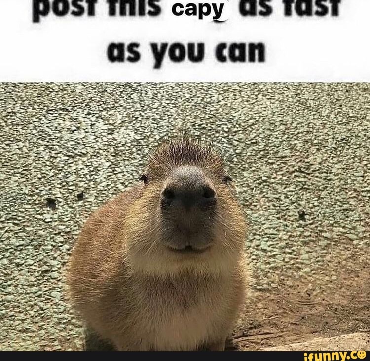 Ifunny :)