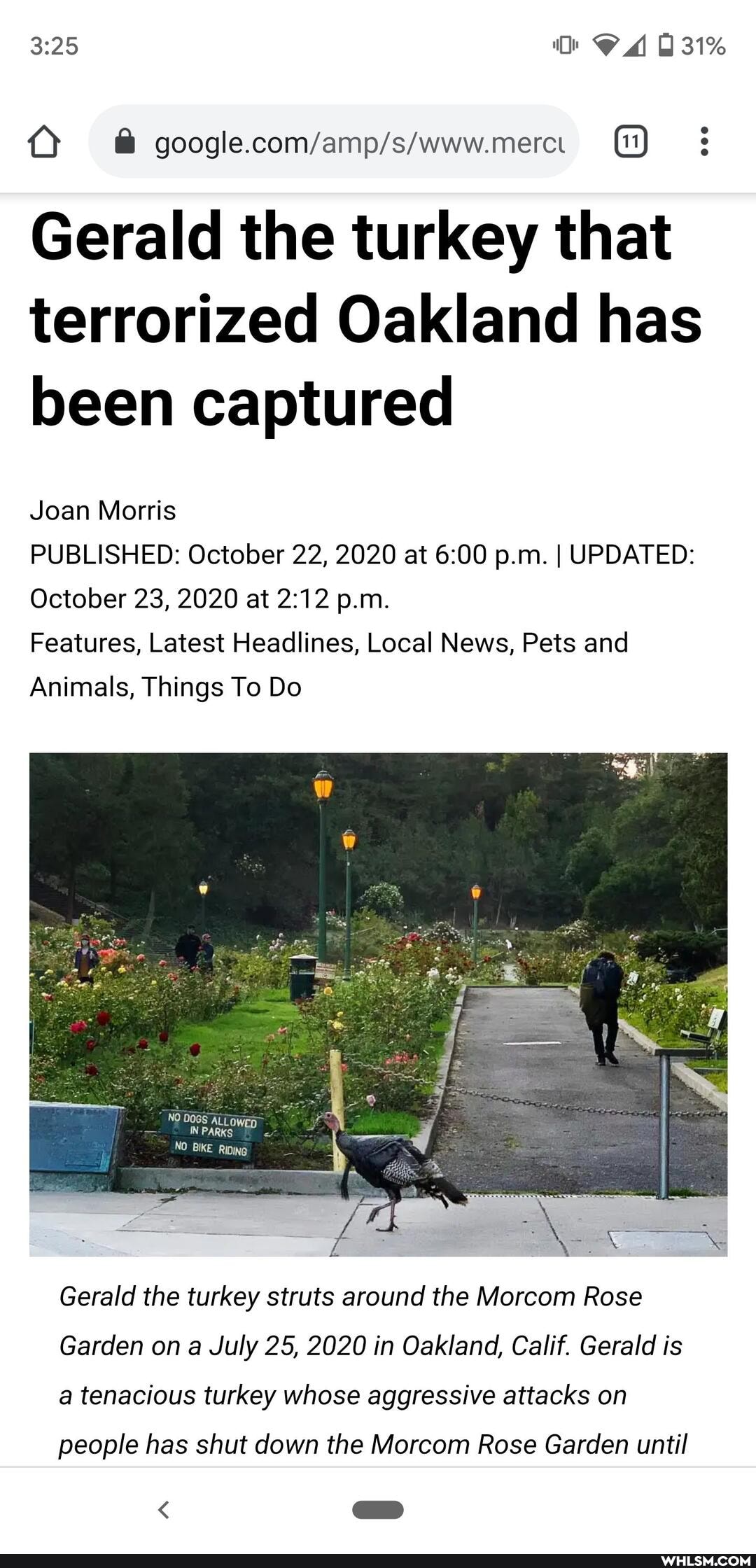 CA 31%
Gerald the turkey that terrorized Oakland has been captured
Joan Morris
PUBLISHED: October 22, 2020 at p.m. I UPDATED:
October 23, 2020 at p.m.
Features, Latest Headlines, Local News, Pets and
Animals, Things To Do
NO DOGS ALCOwEy
IN PARKS NO BIKE RIDING
Gerald the turkey struts around the Morcom Rose
Garden on a July 25, 2020 in Oakland, Calif. Gerald is a tenacious turkey whose aggressive attacks on
people has shut down the Morcom Rose Garden until