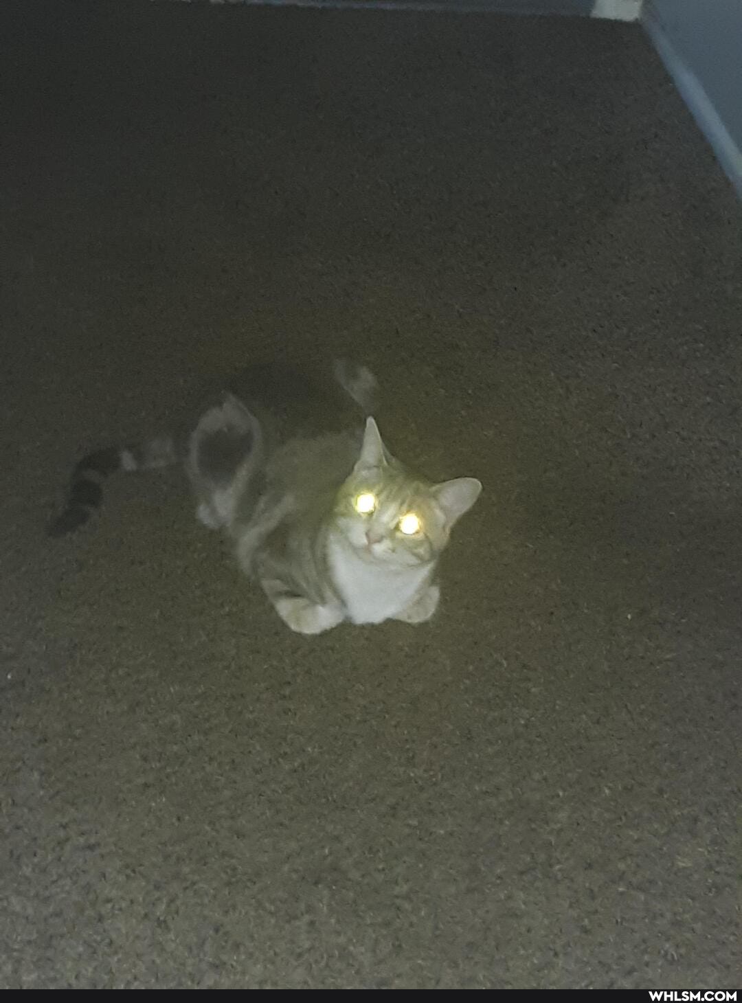 cat, aww, laser_cat
