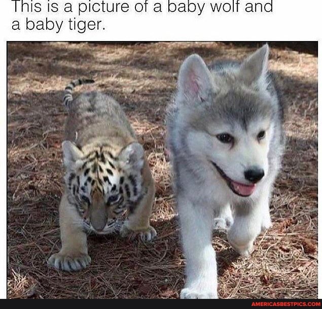 Is IS a picture of a Daby wolr and a baby tiger.